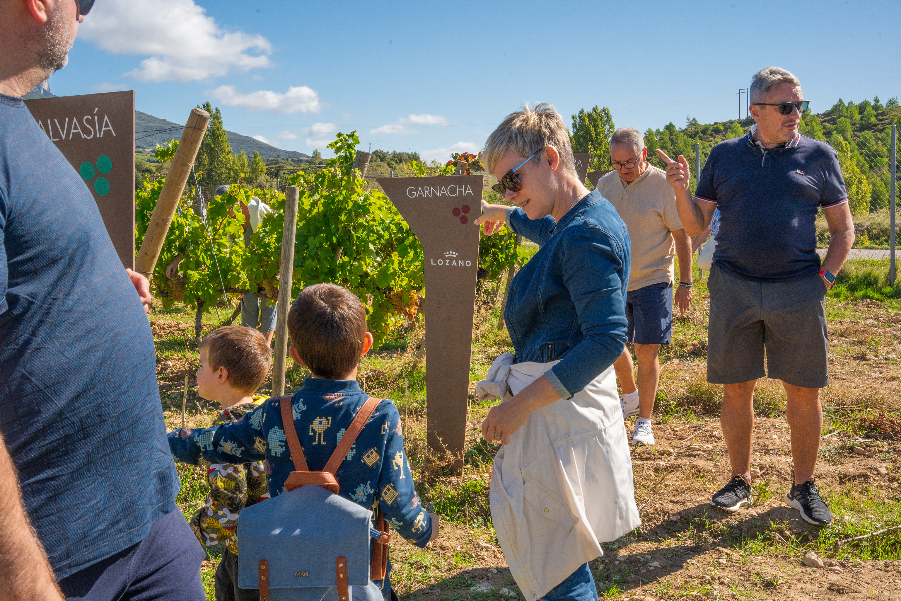 viñedo experimental 2