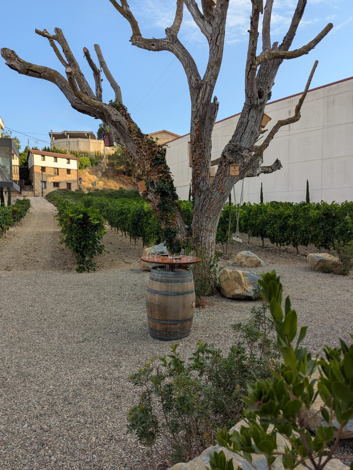 VIÑEDO EDEN DE LAS VARIEDADES 